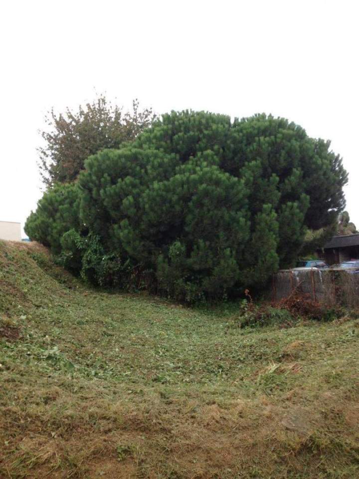 Taille et entretien des arbres Pordic
